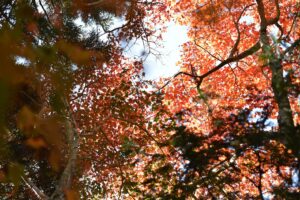 第3回KyotoWoods HANASE Project　トレイルラン 「みんな おいでよ！花脊の森を知ろう！