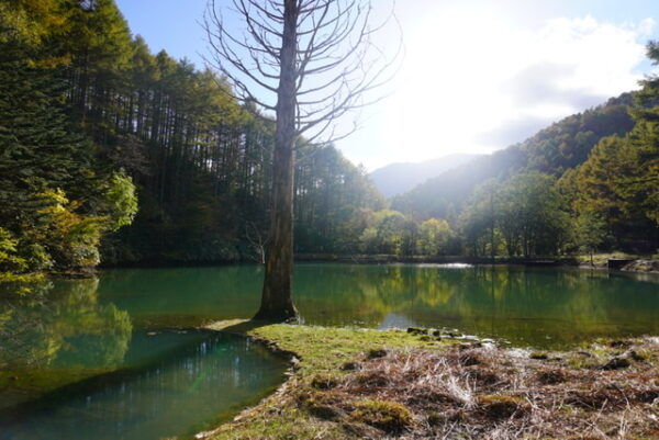 長野県富士見台高原　原生林