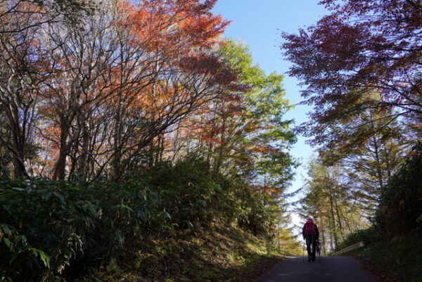 長野県富士見台高原　秋　紅葉